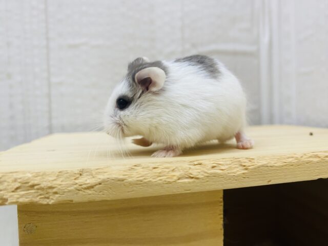 ロボロフスキーハムスター