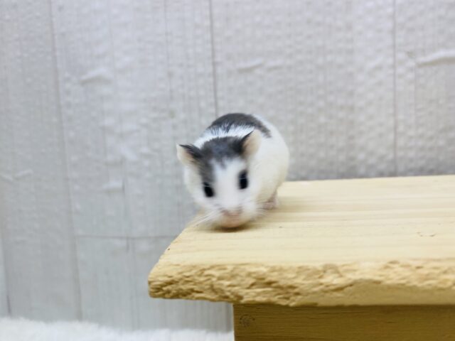 ロボロフスキーハムスター