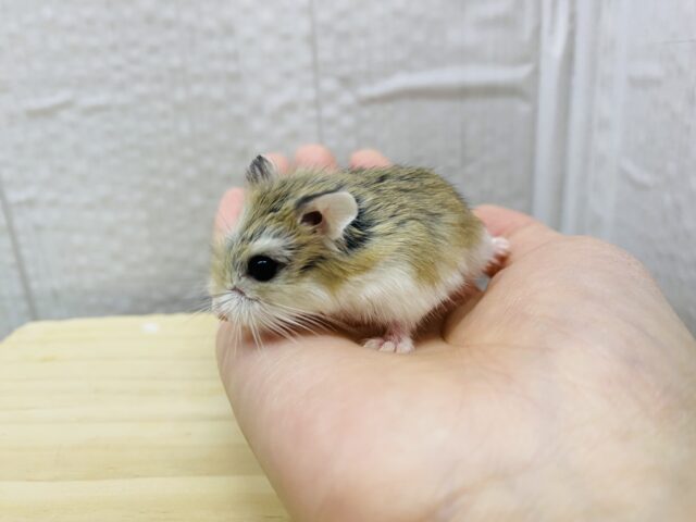 ロボロフスキーハムスター