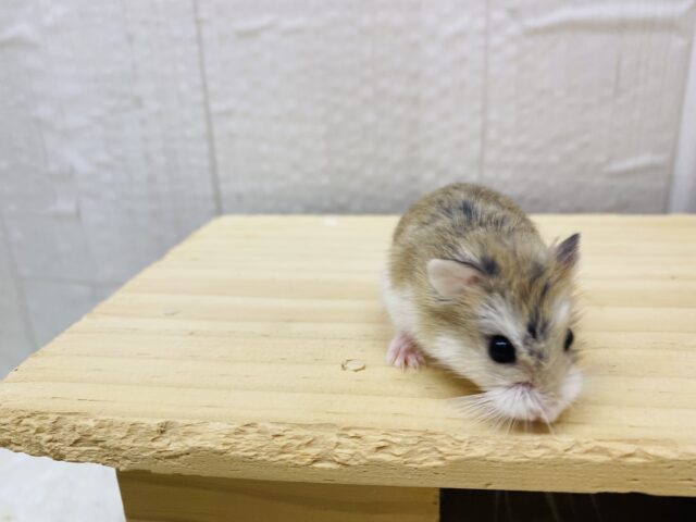 ロボロフスキーハムスター