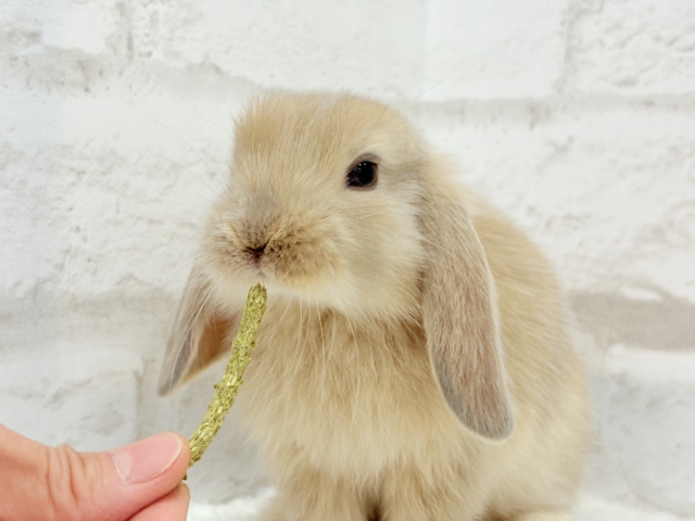 ロップイヤーラビット