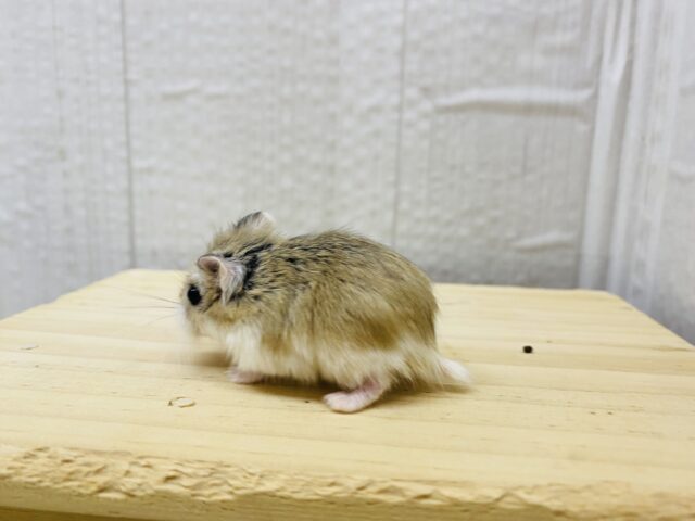 ロボロフスキーハムスター