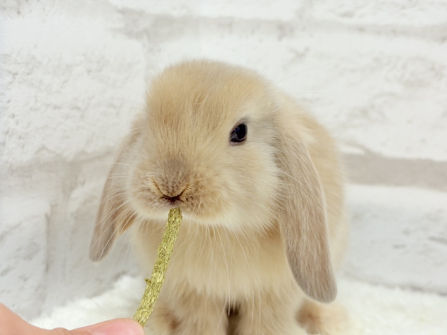 ロップイヤーラビット