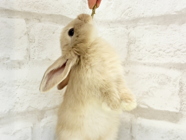 ロップイヤーラビット