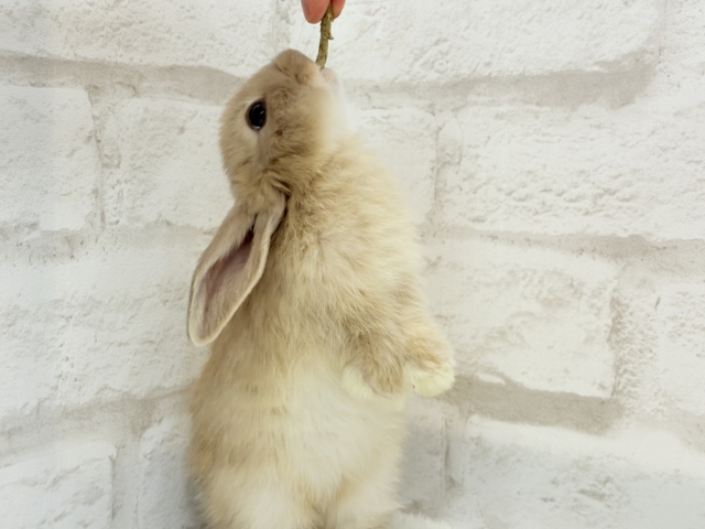 ロップイヤーラビット