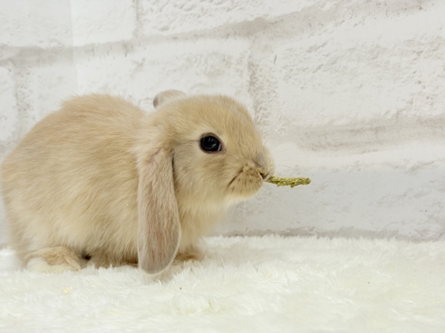 ロップイヤーラビット