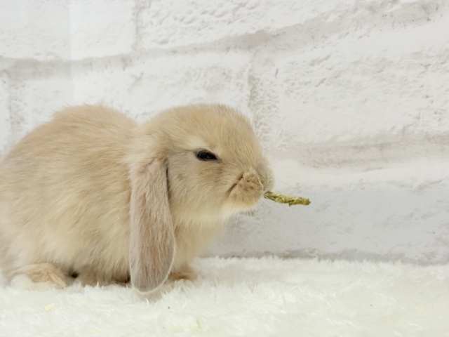 ロップイヤーラビット