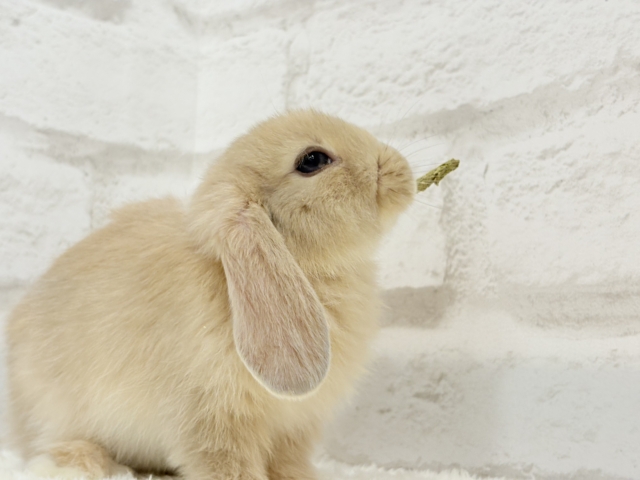 ロップイヤーラビット