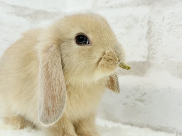 ロップイヤーラビット