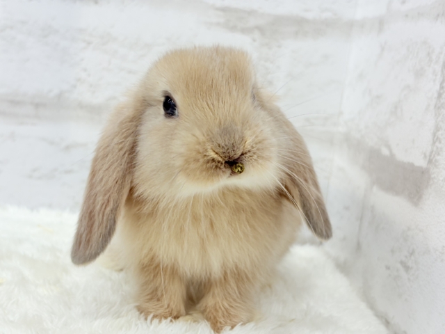 ロップイヤーラビット