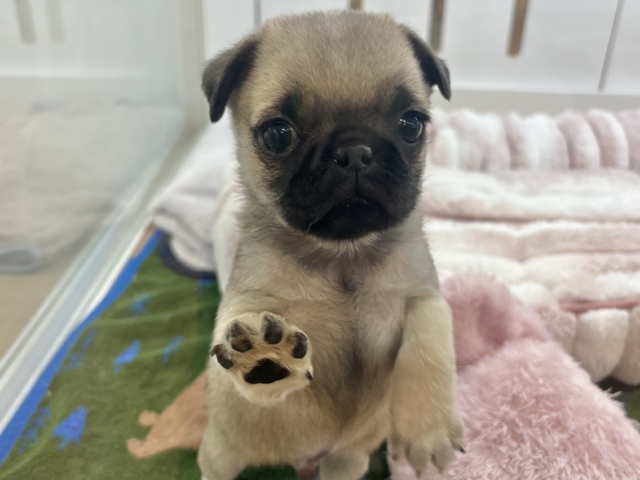 2頭身のちっちゃな怪獣〜♥パグくん! パグ