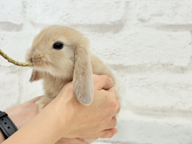 ロップイヤーラビット