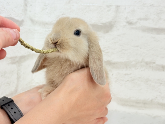 ロップイヤーラビット