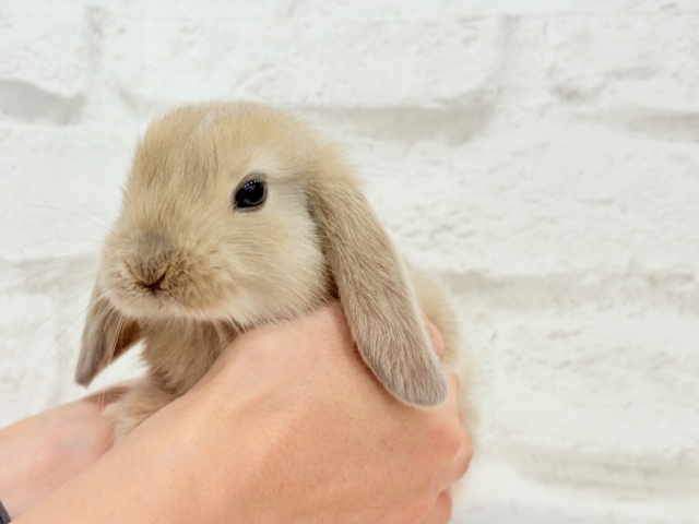 ロップイヤーラビット