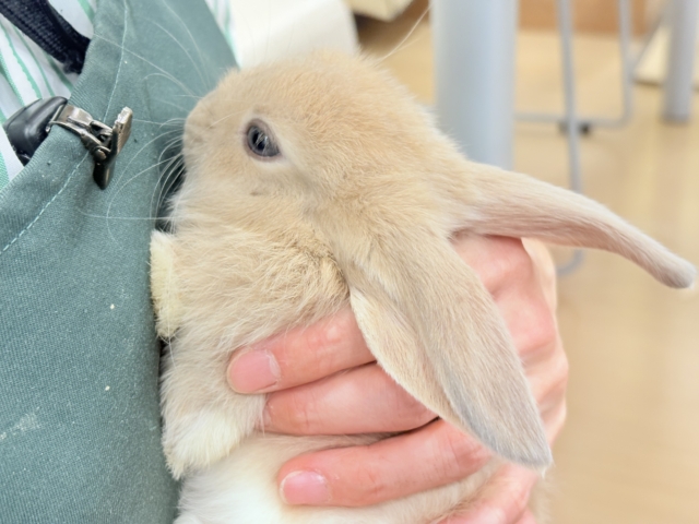 ロップイヤーラビット