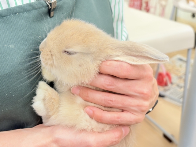 ロップイヤーラビット