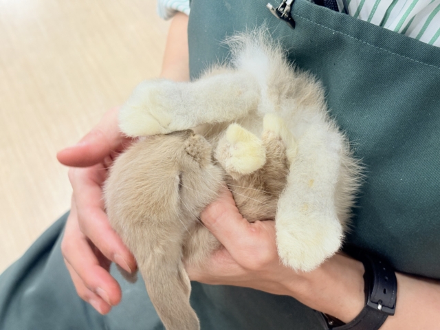 ロップイヤーラビット