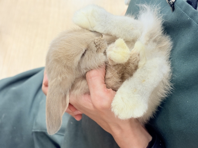 ロップイヤーラビット