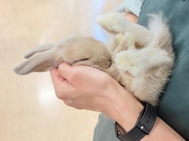 ロップイヤーラビット