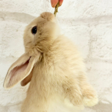 抱っこ大好き食欲旺盛さん♬*°ロップイヤーラビット(リンクス)男の子