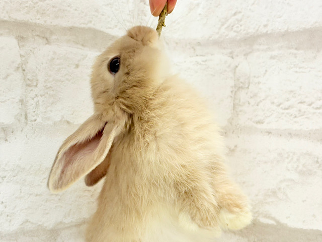 抱っこ大好き食欲旺盛さん♬*°ロップイヤーラビット(リンクス)男の子