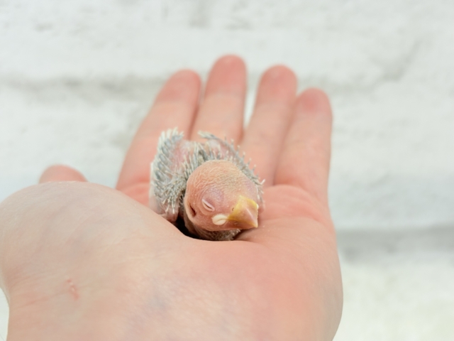 シルバーイノ文鳥