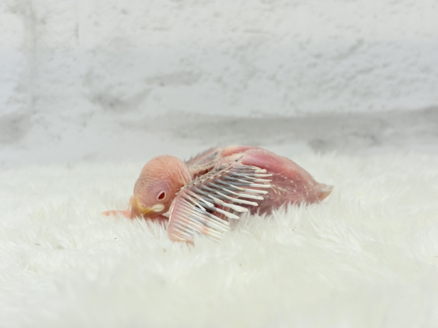 シルバーイノ文鳥