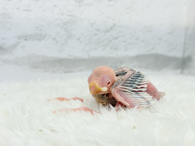 シルバーイノ文鳥