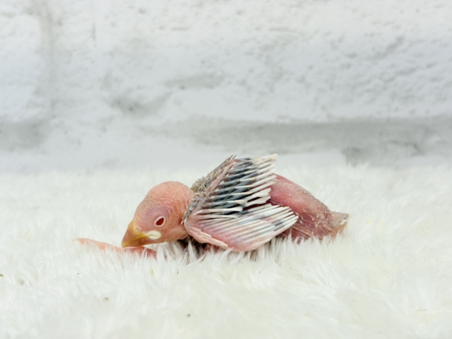 シルバーイノ文鳥