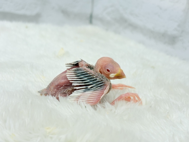 シルバーイノ文鳥