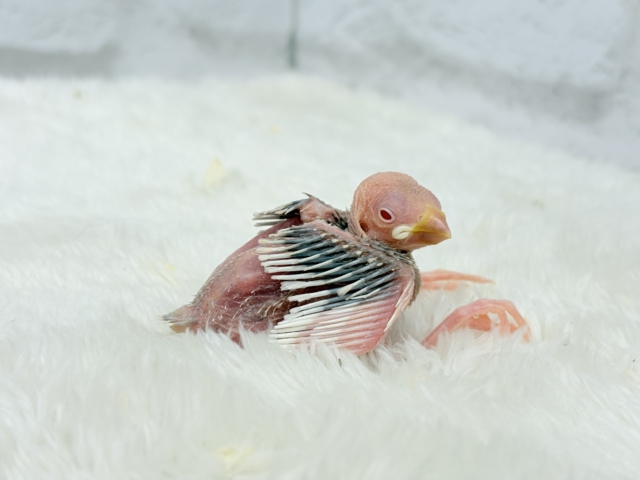 シルバーイノ文鳥