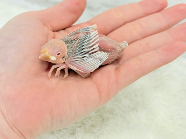 シルバーイノ文鳥