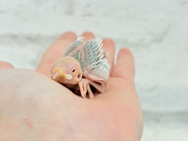 シルバーイノ文鳥