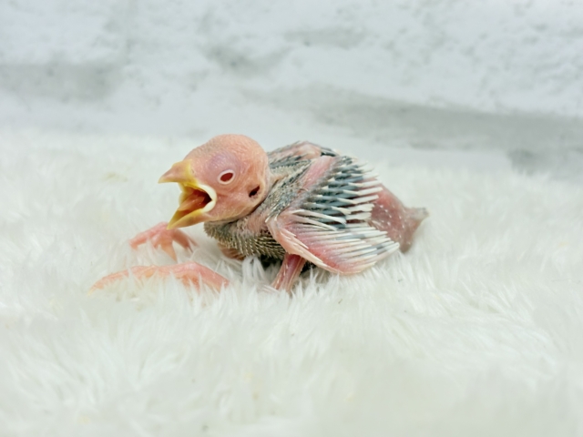 シルバーイノ文鳥