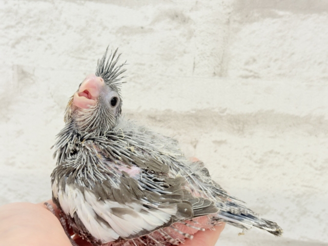 オカメインコ