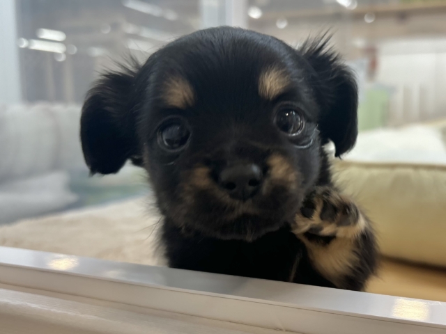 人への愛が止まりません!!チワックスちゃん! チワックス