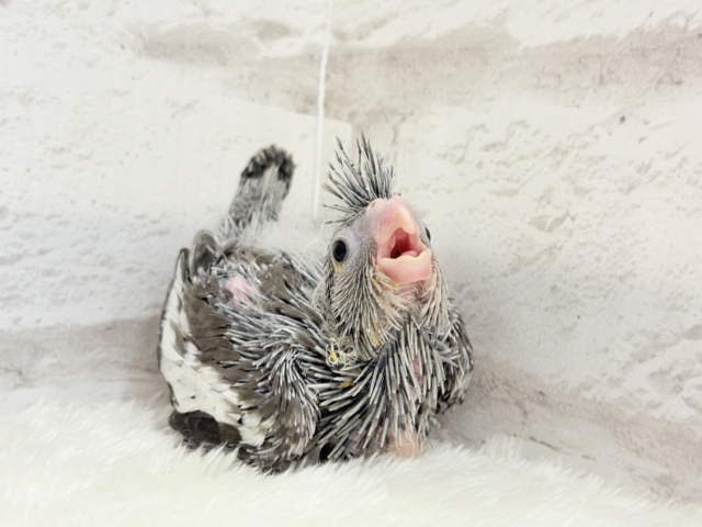 オカメインコ