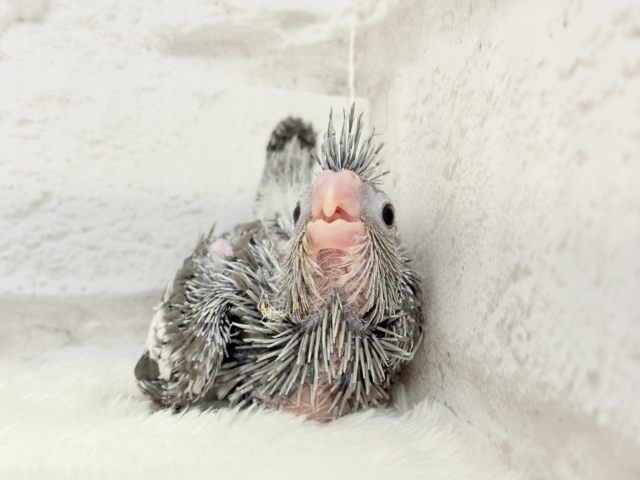 【最新画像・動画更新🪄ひとり餌になりました☆】今は可愛い恐竜さん🐣おとなになったらかっこいい恐竜さん🐥オカメインコ(ホワイトフェイス) ヒナ オカメインコ