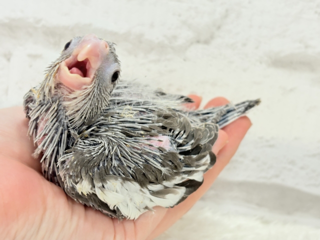 【最新画像・動画更新🪄ひとり餌になりました☆】今は可愛い恐竜さん🐣おとなになったらかっこいい恐竜さん🐥オカメインコ(ホワイトフェイス) ヒナ オカメインコ