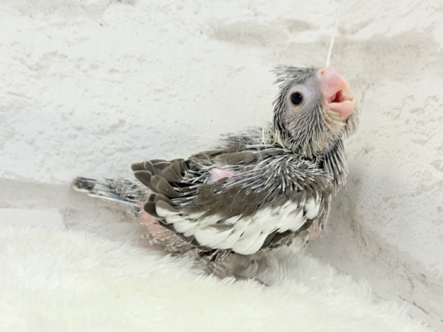 【最新画像・動画更新🪄ひとり餌になりました☆】今は可愛い恐竜さん🐣おとなになったらかっこいい恐竜さん🐥オカメインコ(ホワイトフェイス) ヒナ オカメインコ