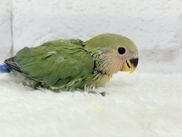 コザクラインコ（小桜インコ）