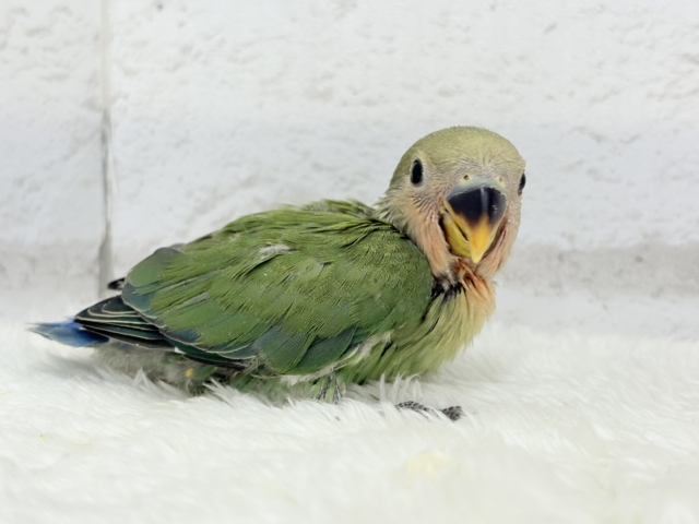 コザクラインコ（小桜インコ）