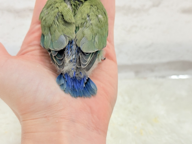 コザクラインコ（小桜インコ）