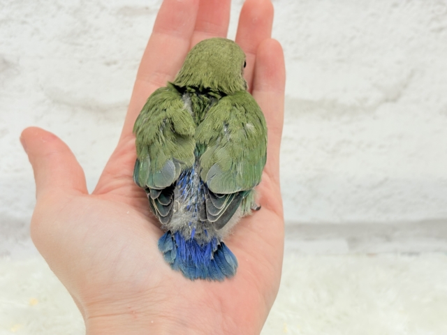 コザクラインコ（小桜インコ）