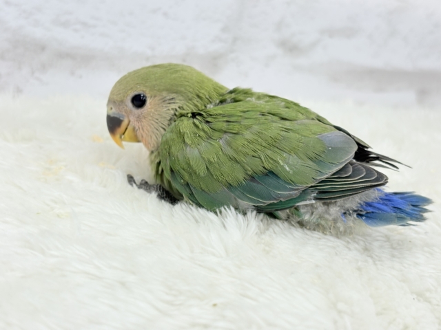 コザクラインコ（小桜インコ）