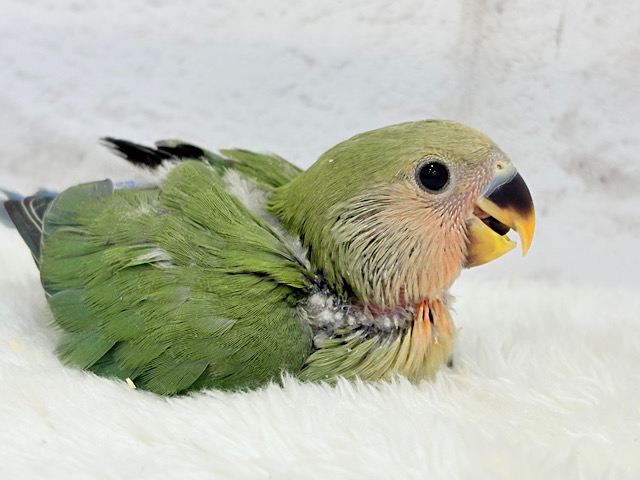 もっちもちのよもぎ餅〜🍡🍵コザクラインコ(ノーマル) ヒナ