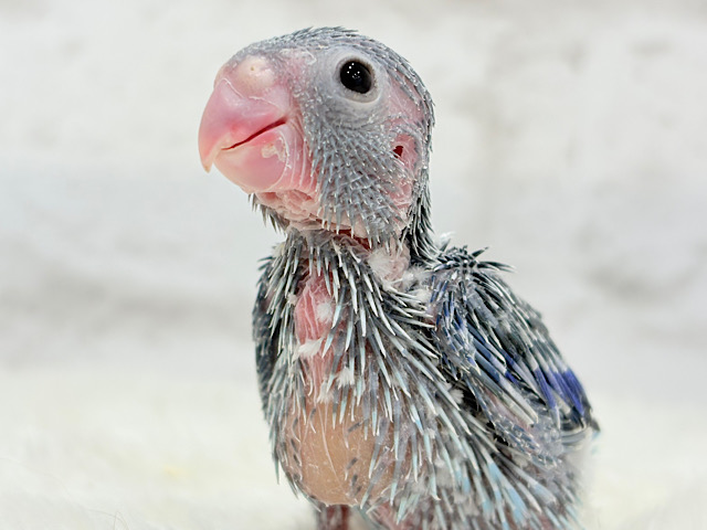 わた毛怪獣の大行進🦕💨))マメルリハ(ブルー)男の子 ヒナ