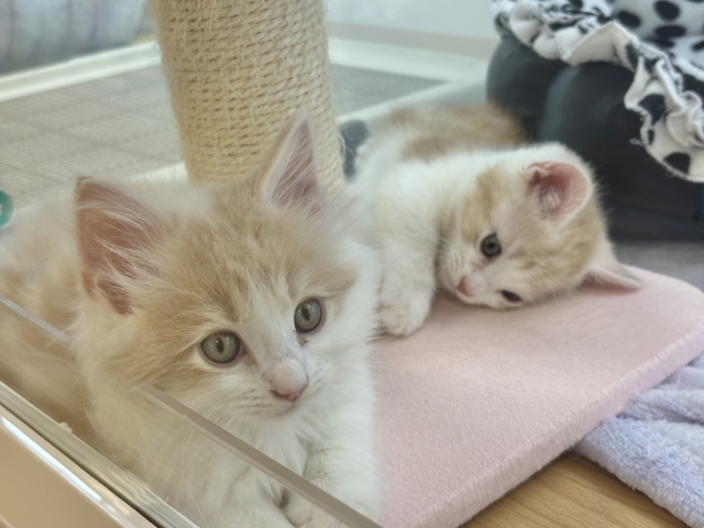 小粒な瞳に魅了されます♥マンチカンくん! マンチカン