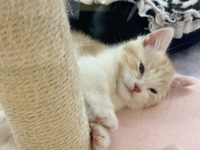 小粒な瞳に魅了されます♥マンチカンくん! マンチカン