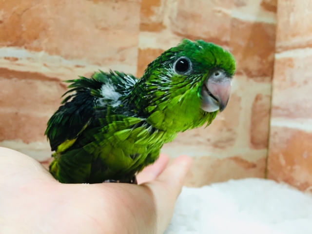 サザナミインコ